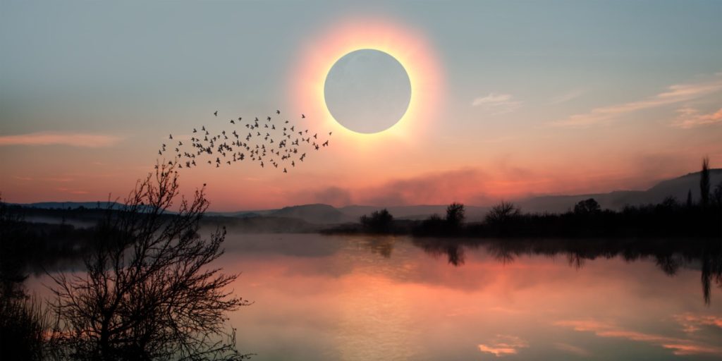 How Animals React to Total Solar Eclipses: A Fascinating Study