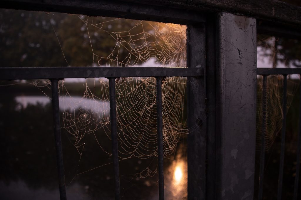 Say Goodbye to Spiders: This Autumn Trick Will Keep Them Out