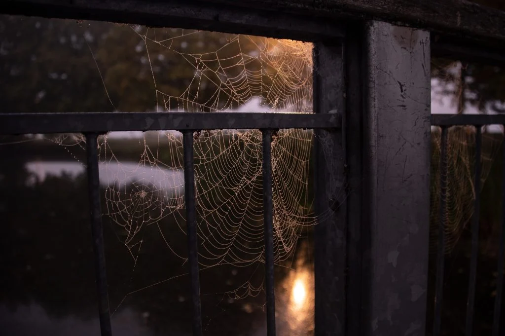 Say Goodbye to Spiders: This Autumn Trick Will Keep Them Out