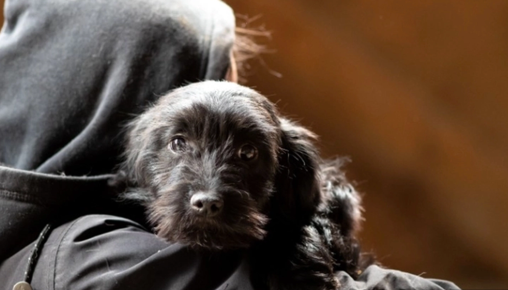 Warning: These Dog Breeds Are Most Prone to Theft