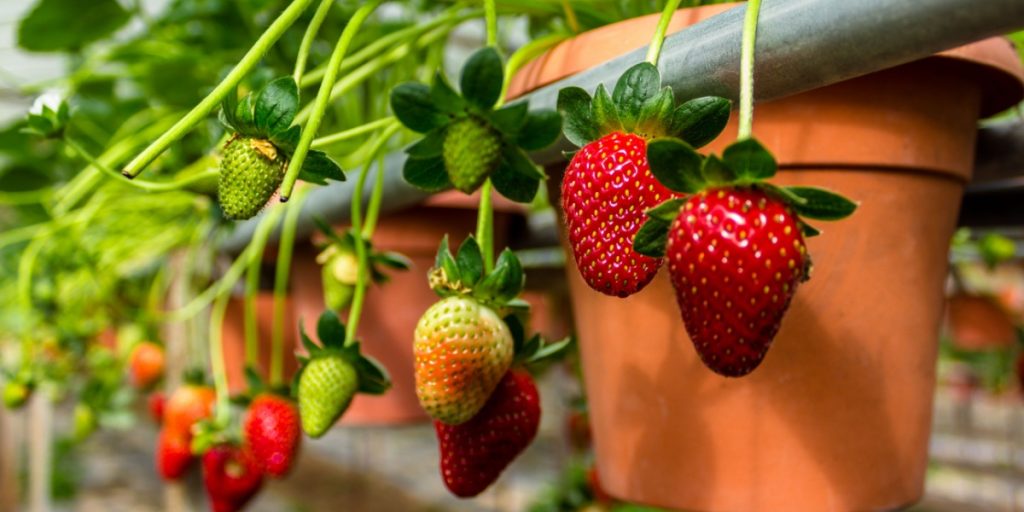 Step-by-Step Guide: Grow Strawberries on Your Balcony and Terrace