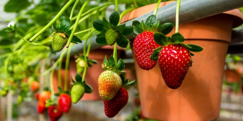 Step-by-Step Guide: Grow Strawberries on Your Balcony and Terrace
