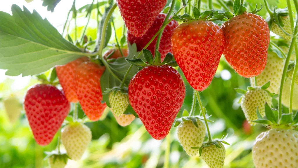 Strawberries All Year Round: How to Grow Them at Home