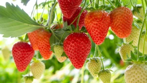 Strawberries All Year Round: How to Grow Them at Home
