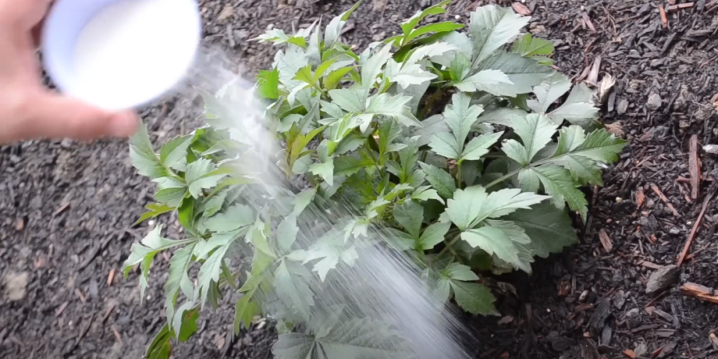 Sugar: The Secret Ingredient for a Thriving Garden