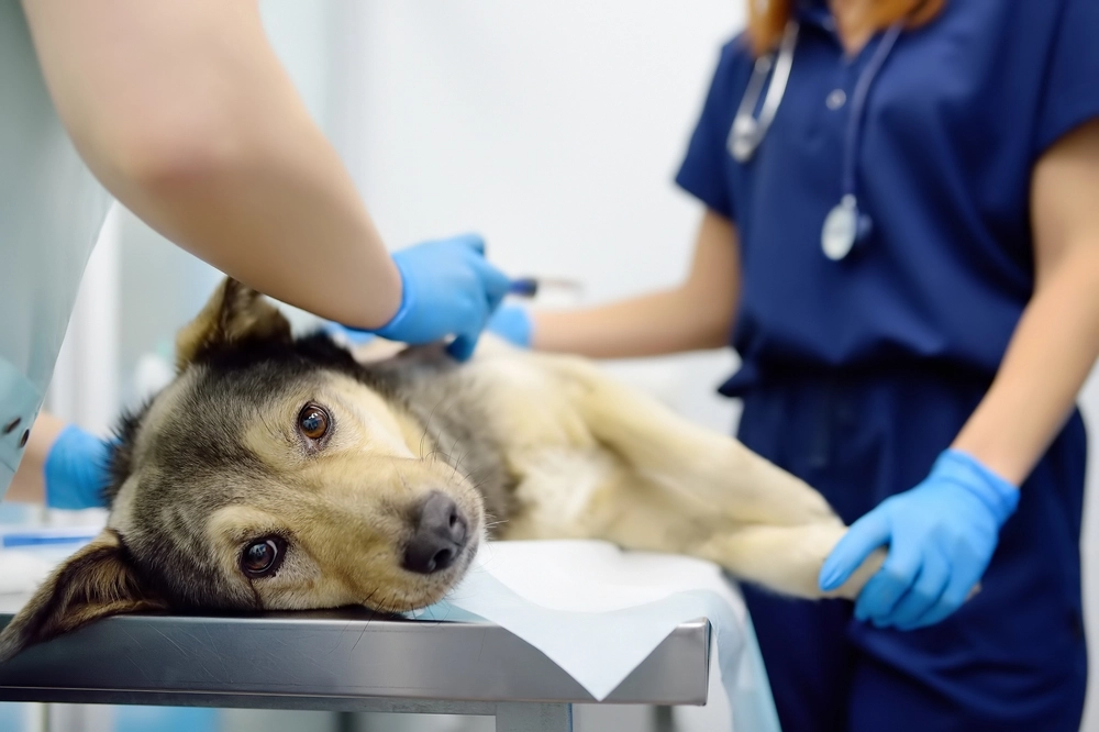 Sick Dogs: These Are the 10 Breeds Most Prone to Health Issues