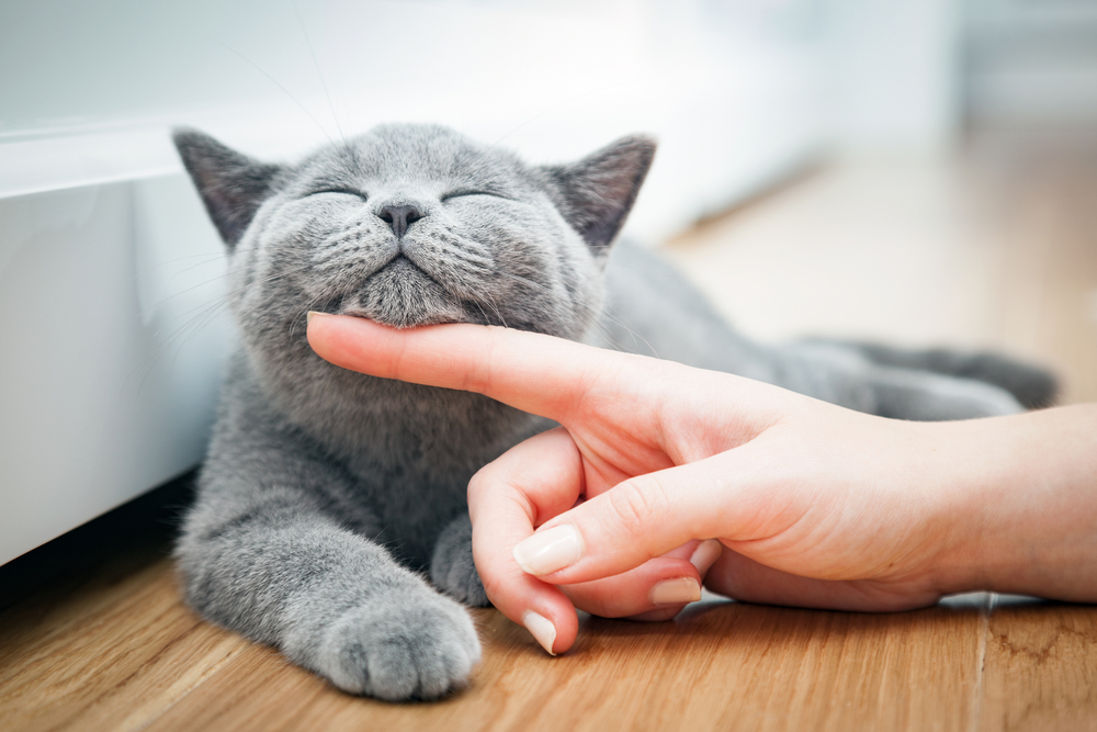 How to Extend Your Cat’s Life: Veterinarian Reveals Five Essential Rules