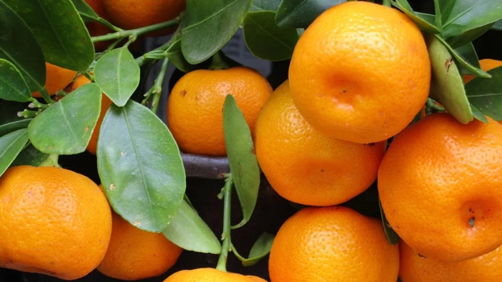 Tangerine Peels: The Holiday Secret You’re Throwing Away
