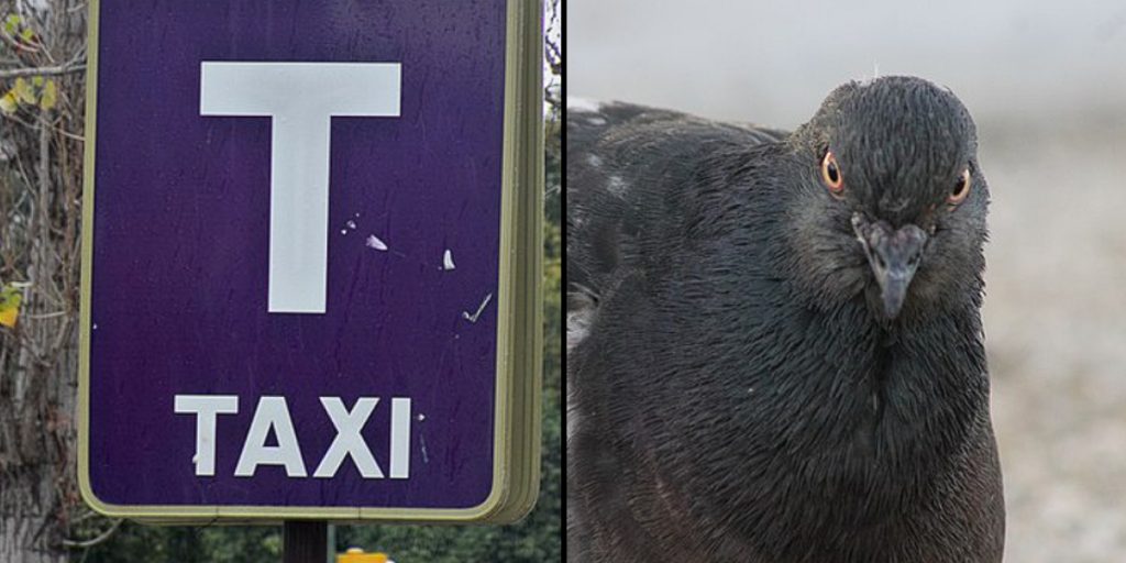 Taxi Driver Arrested After Running Over Pigeon: ‘Roads Belong to Humans’