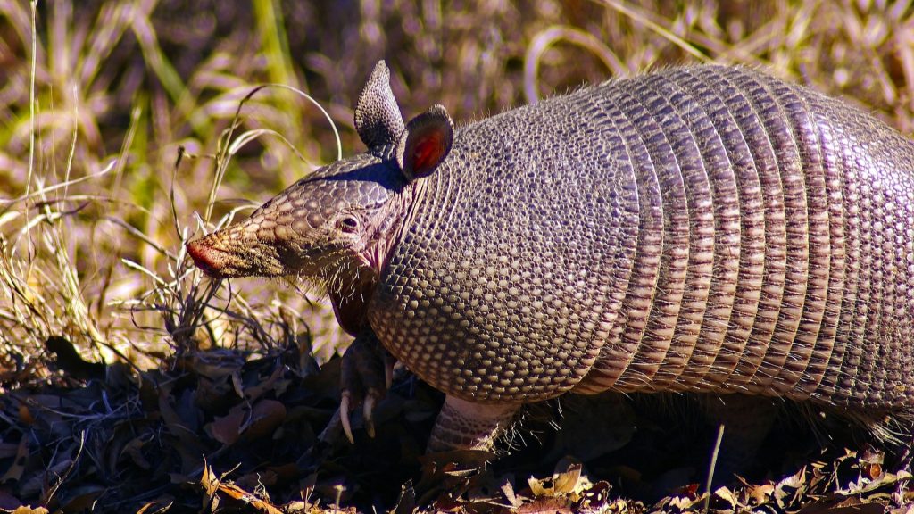 Ancient Armadillo Discovered in Brazil