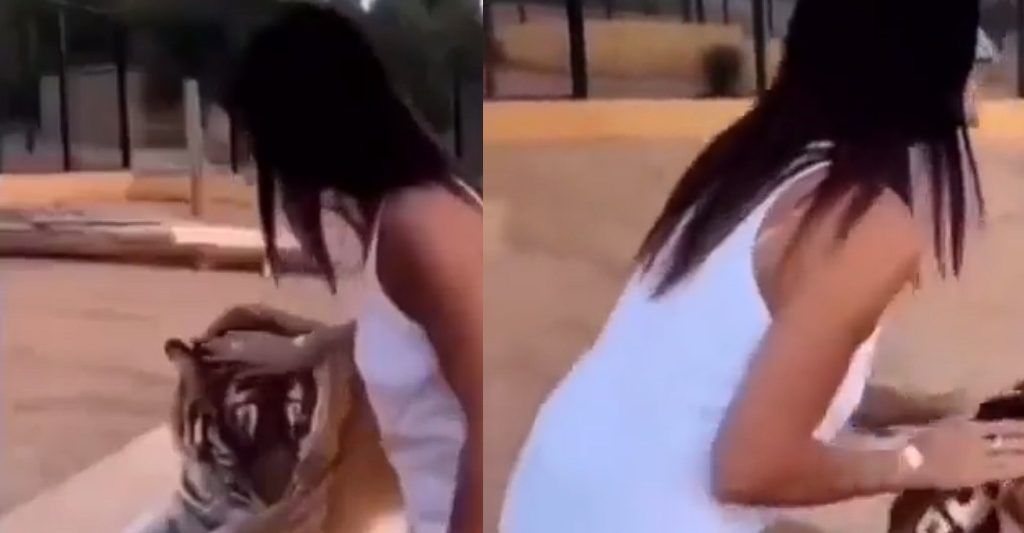 This video shows why you shouldn’t pet a tiger