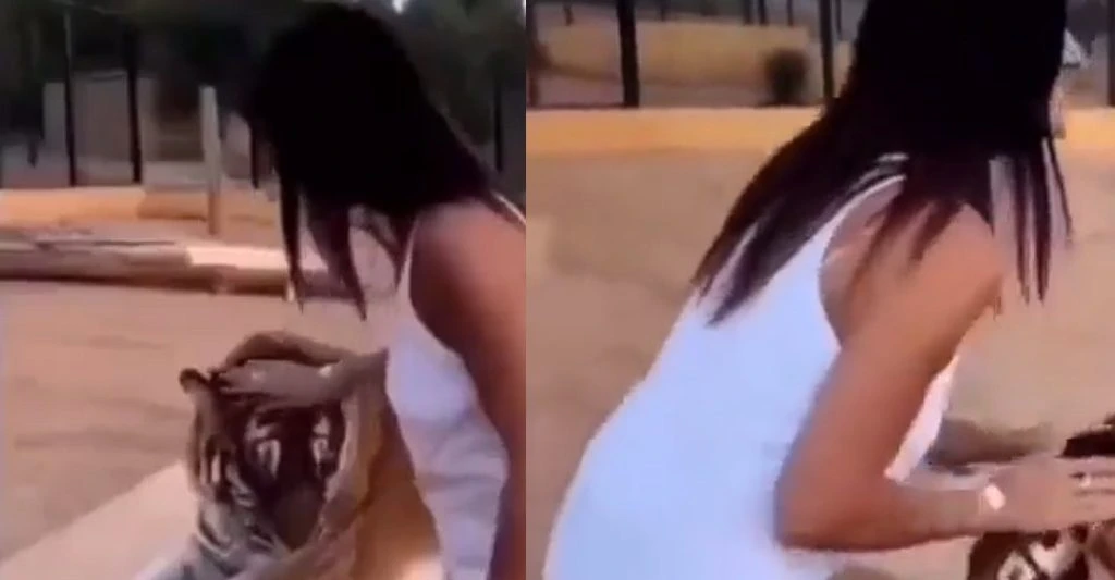 This video shows why you shouldn’t pet a tiger