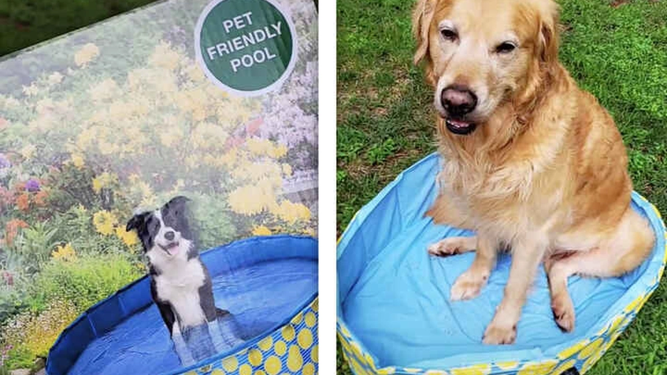 Dog owner’s best intentions amidst heatwave: Her purchase from LIDL has everyone roaring with laughter