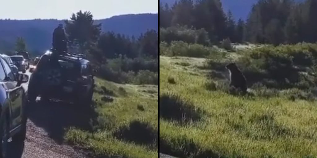 Tourists Attempt to Snap a Close-Range Photo of Grizzly Bear: They Quickly Learn a Valuable Lesson