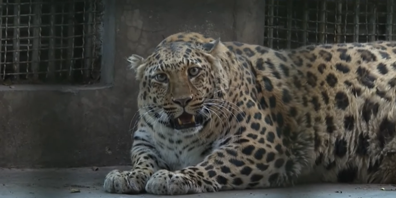 Zoo Tries to Make Obese Leopard Lose Weight, Fails