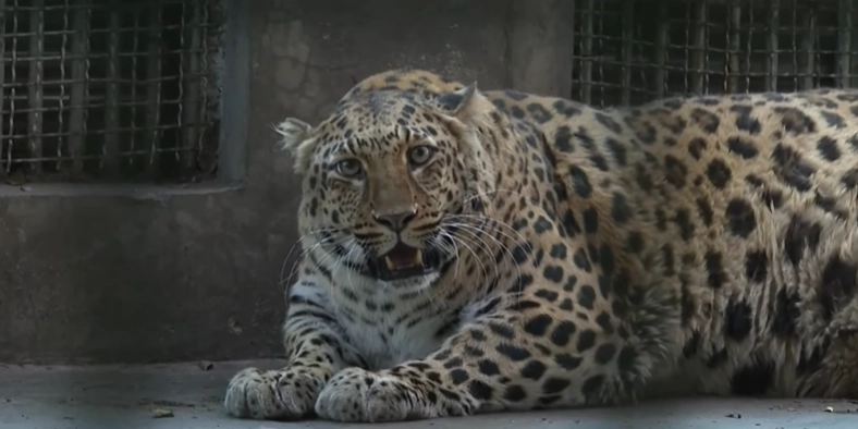 Zoo Tries to Make Obese Leopard Lose Weight, Fails