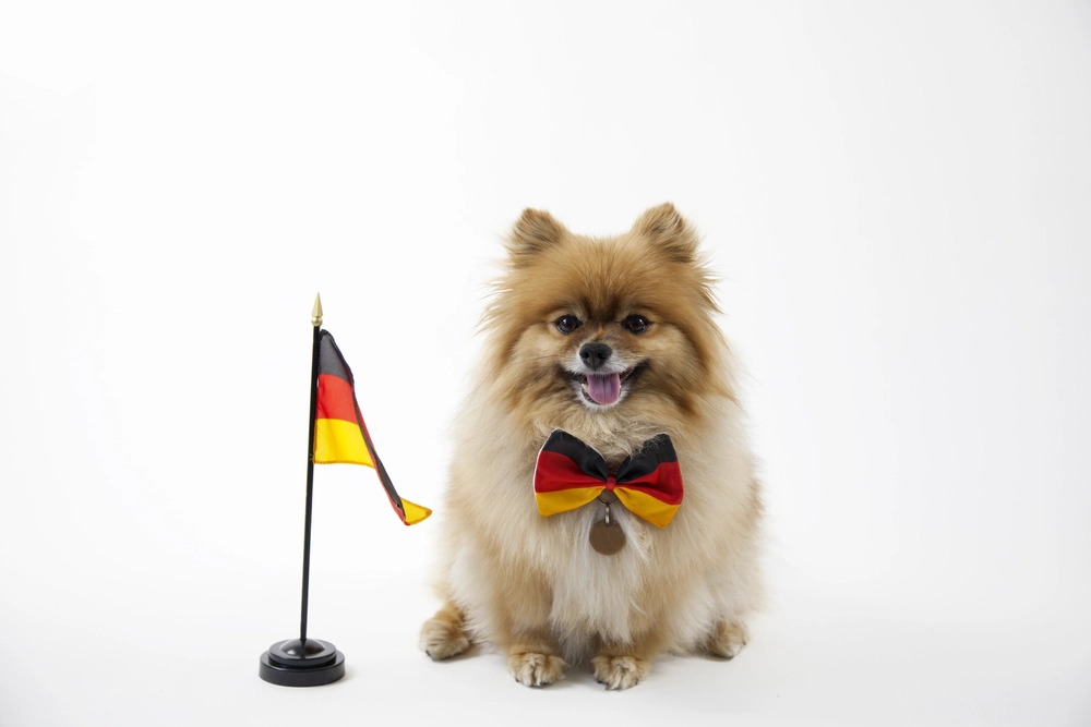Germany’s Four-Legged Friends: 18 Dog Breeds That Originate from Germany