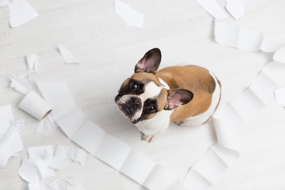 The Perfect Dog for Your Home: Here Are the 15 Best-Behaved Dog Breeds