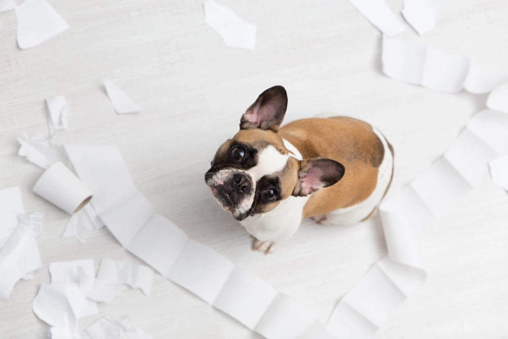 The Perfect Dog for Your Home: Here Are the 15 Best-Behaved Dog Breeds