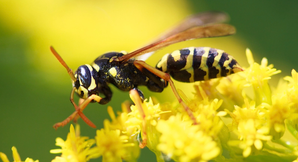 Keep Wasps Away from Your Garden with These 4 Plants