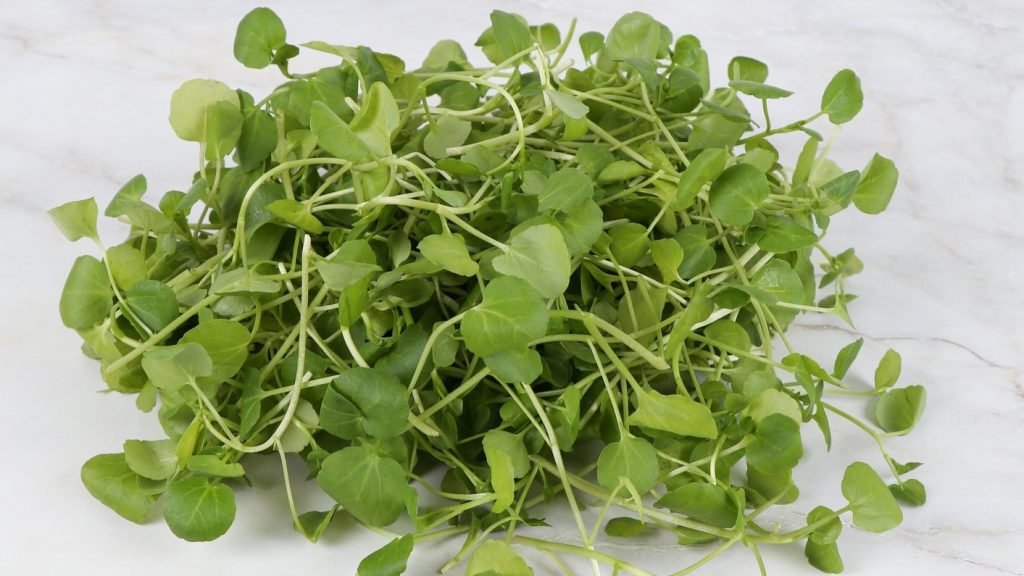The Healthiest Vegetable? The CDC Points to This Underrated Microgreen