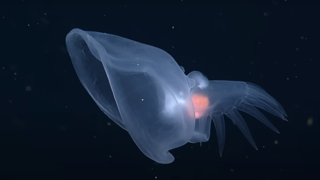 VIDEO: Scientists Find Bizarre Sea Creature in the Midnight Zone