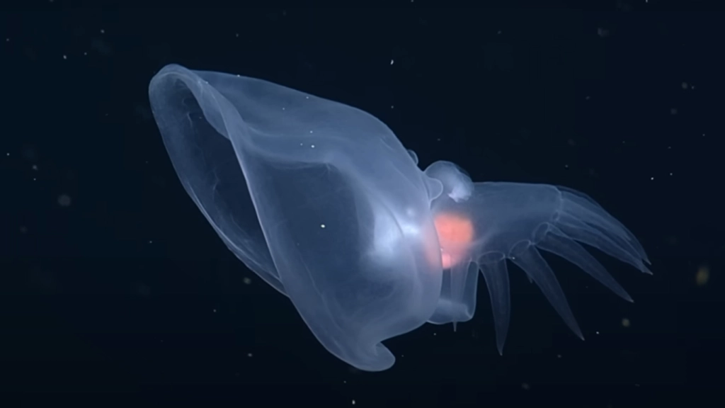 VIDEO: Scientists Find Bizarre Sea Creature in the Midnight Zone