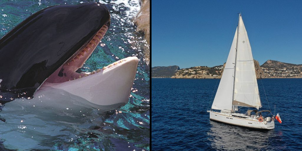 Yacht sunk after 45-minute battle with Killer Whales