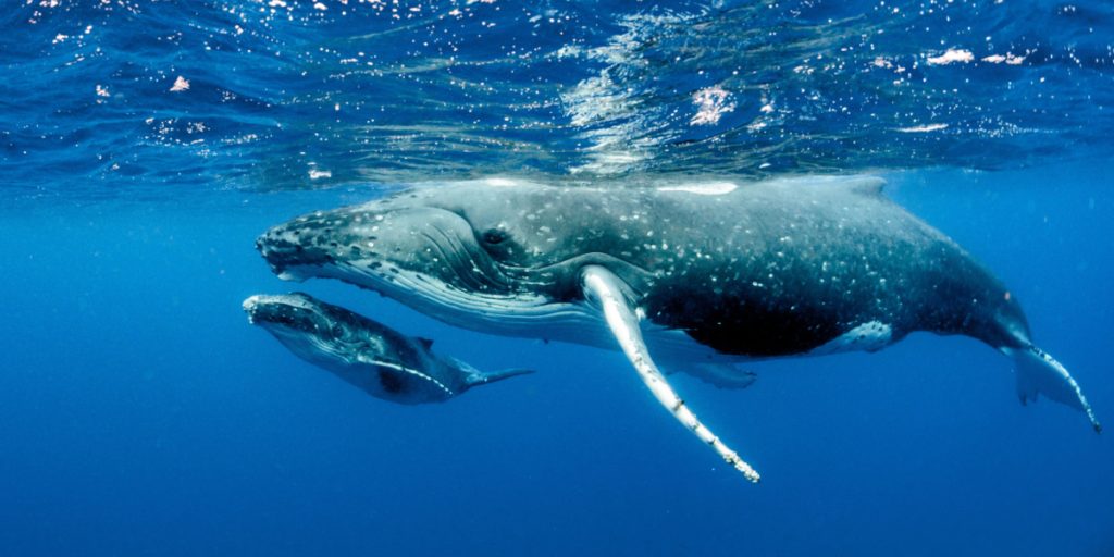 Ever Wondered How Whales “Sing”? New Study Has the Answer