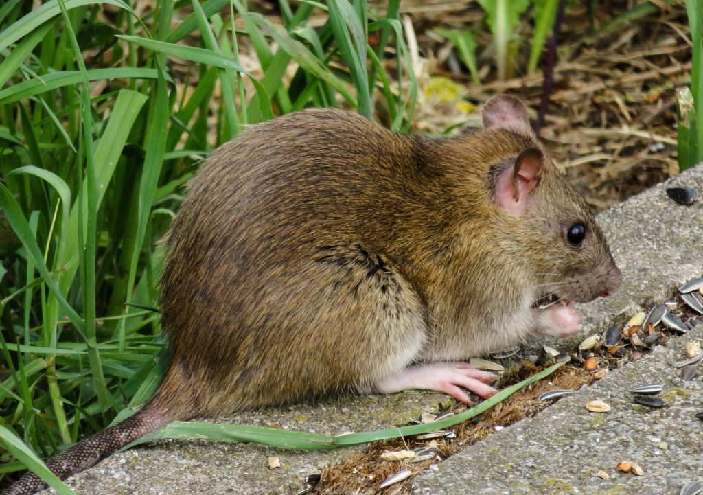 Rats Hate These Plants: A Greener Way to Keep Pests Away