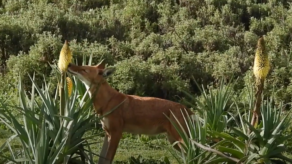 World’s Rarest Wolves Are Feeding on Flowers
